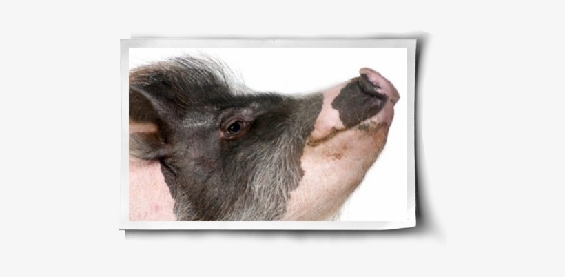 Belly Rubs And Bucket Lists Post Image - Göttingen Minipig, transparent png #3108369