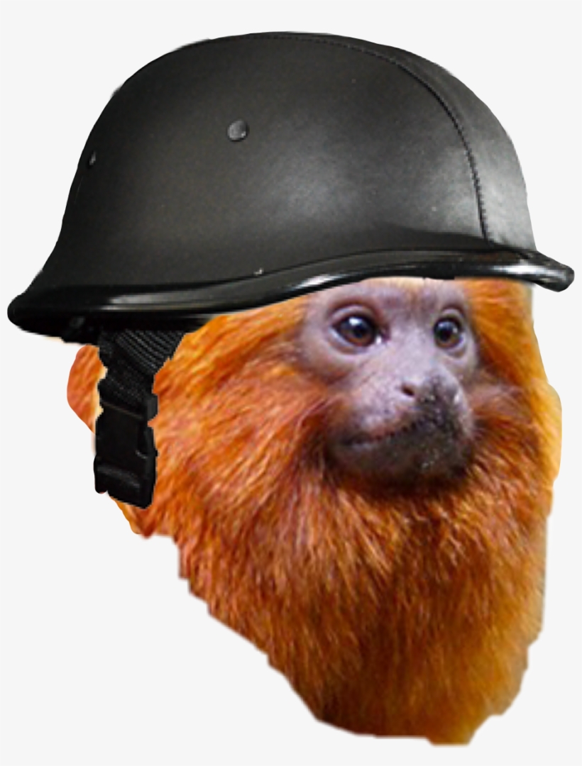 Monkey Helmet Animalperson War Freetoedit - Two-toed Sloth, transparent png #3108863