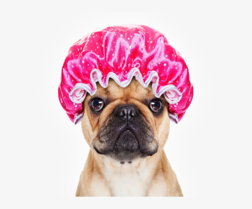 Dog - Dog Grooming, transparent png #3108943