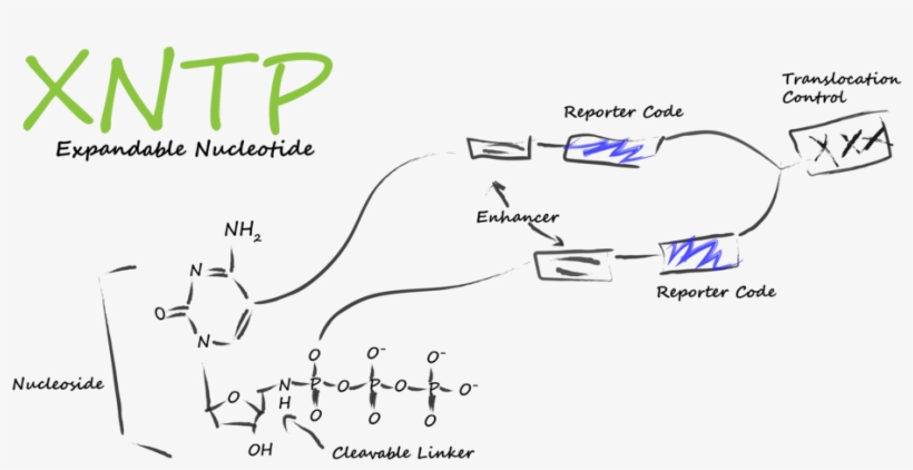 Xntp Low Border - Portable Network Graphics, transparent png #3110076