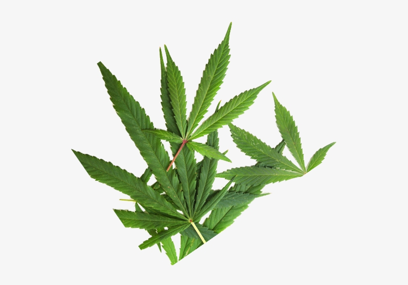 About Jar Co - Marijuana Miracles: Real Life Stories About The Healing, transparent png #3110321