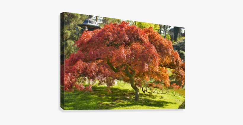 Red Maple Canvas Print - Maple, transparent png #3112638