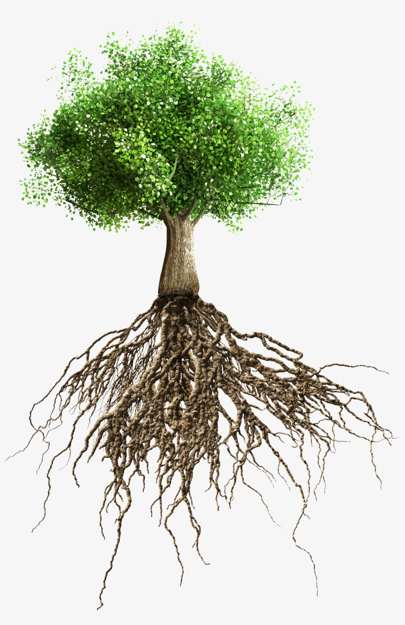 Tree - Raices Del Arbol De Mango, transparent png #3114472