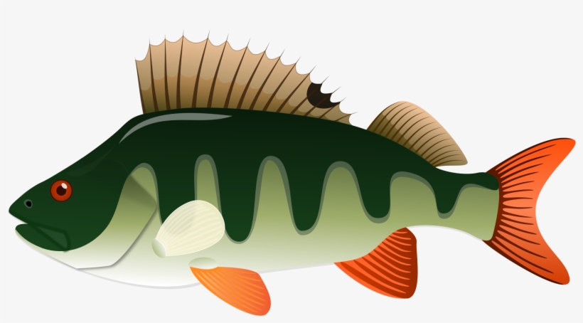 Jumping Fish Png Download - Perch Png, transparent png #3115525