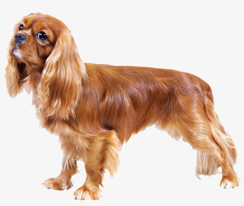 Cavalier King Charles Spaniel - Reflective Dog Lead And Harness, transparent png #3118397