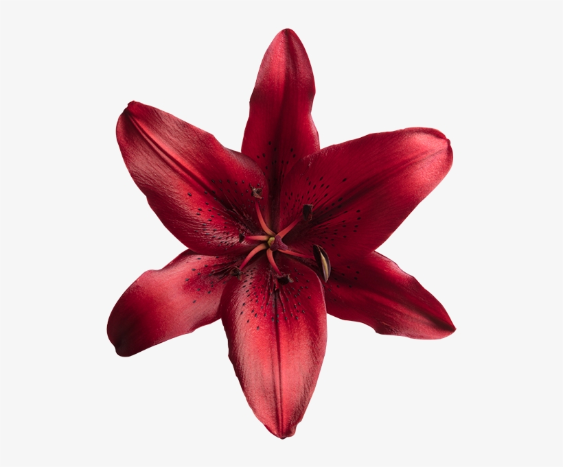 Orange Lily, transparent png #3119288