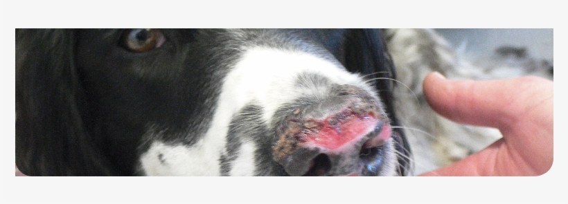 Cutaneous Vasculitis - Leishmaniasis Dog Nose Lesions, transparent png #3119494