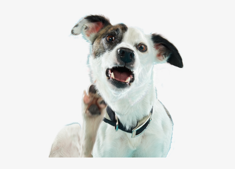 "can Anyone Help A Dog Out With This Itch" - Apoquel Dermatológico, transparent png #3119565