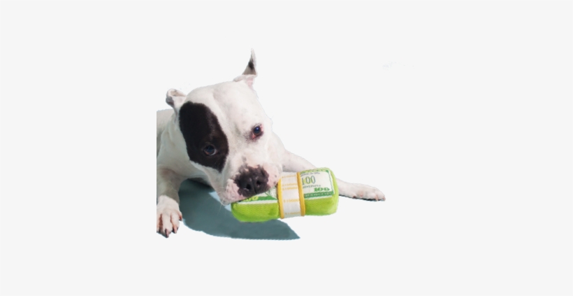 5% Of Barkshop Proceeds Goes Directly To Helping Dogs - Bark, transparent png #3119639