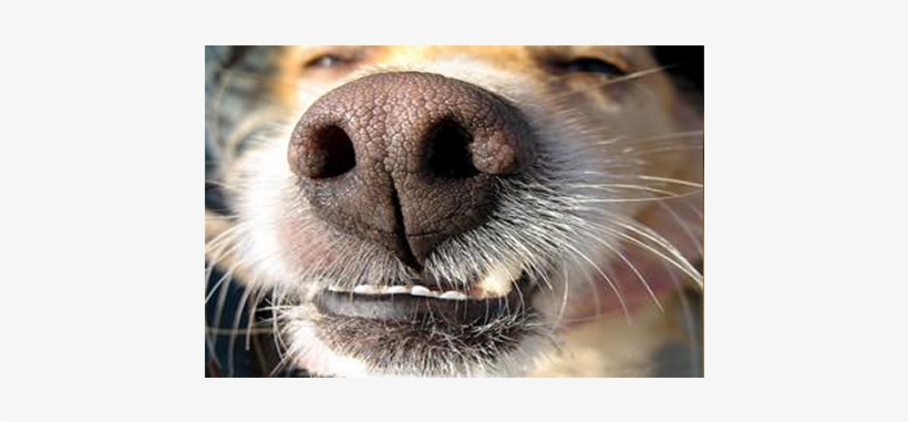 Cancer Detection - Cancer Side Of Dog Nose, transparent png #3119659