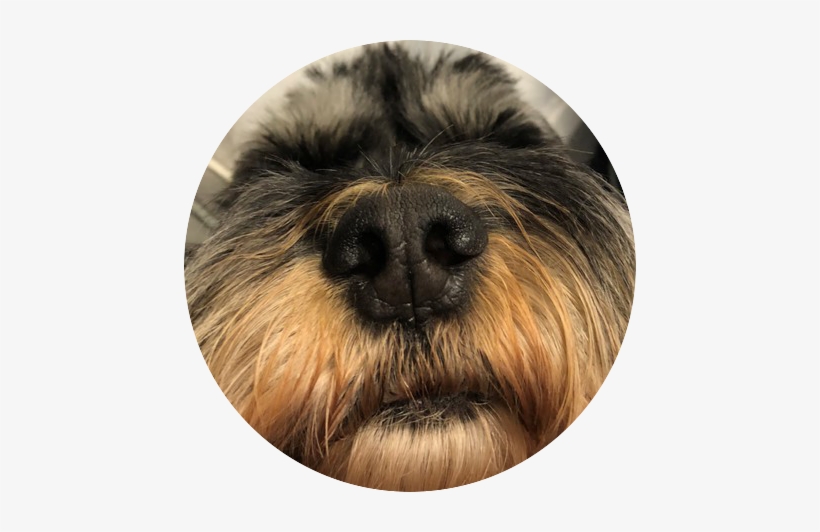 Dognose - Lhasa Apso, transparent png #3119704