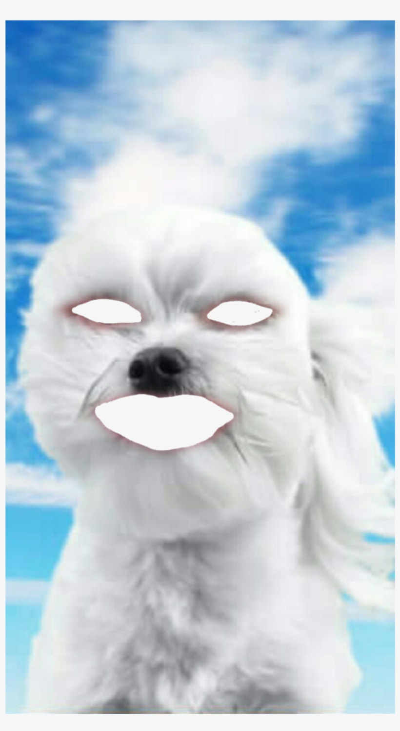 Report Abuse - Maltese, transparent png #3119794