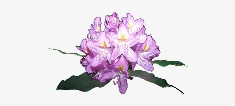Rododendro Png, transparent png #3119837