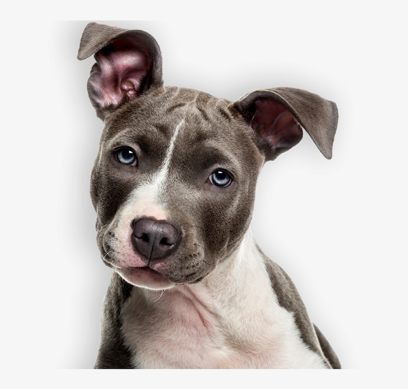 Breeder Of The Pack - Pit Bull Puppy White Background, transparent png #3119862