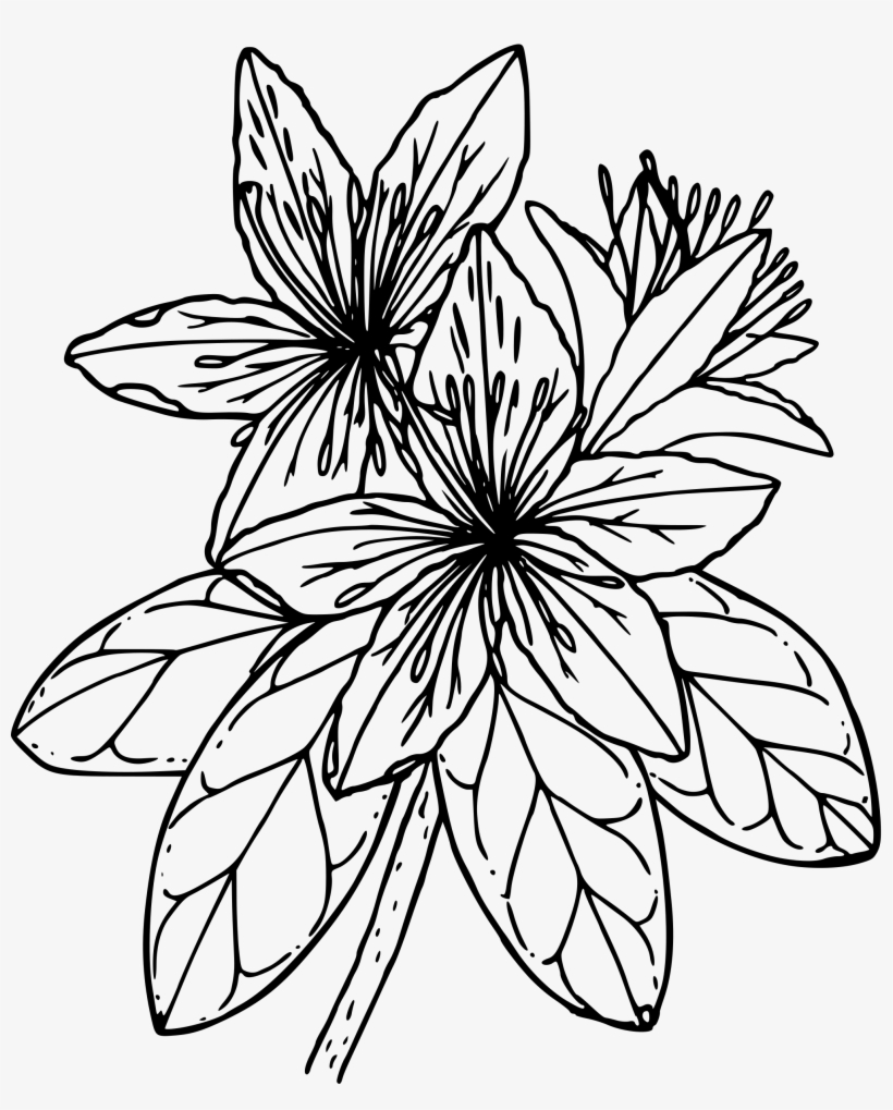 This Free Icons Png Design Of Pacific Rhododendron, transparent png #3119864