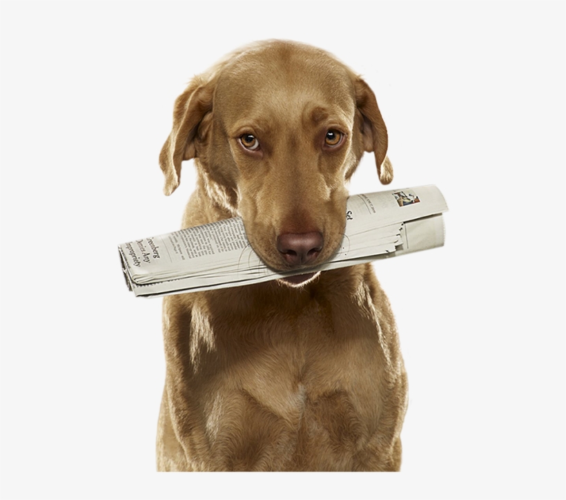 Dog, transparent png #3119886