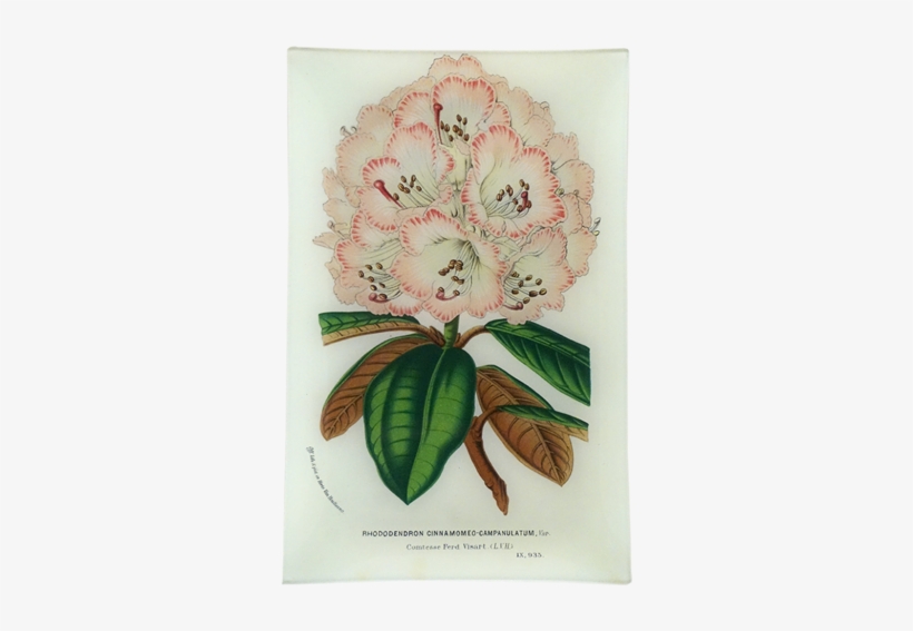 Rhododendron Cinnamomeo Campanulatum Rhododendron Cinnamomeo - House, transparent png #3119887