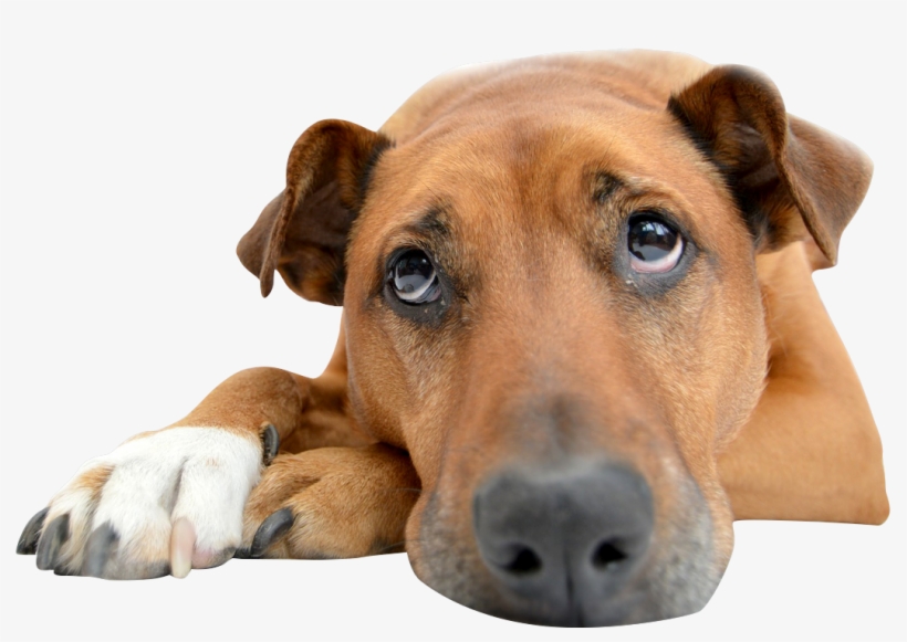 A Dog Owner Received A Rude Awakening From Her Pup - В Пасти У Двортерьера [book], transparent png #3119935