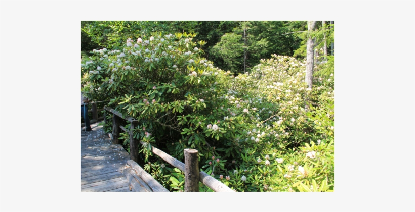 Courtesy Of Rhododendron State Park, New Hampshire - New Hampshire, transparent png #3119959