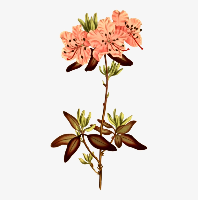 Rhododendron Botanical Illustration Botany Cut Flowers - Punktierte Leaved Rhododendron-illustration Karte, transparent png #3120010