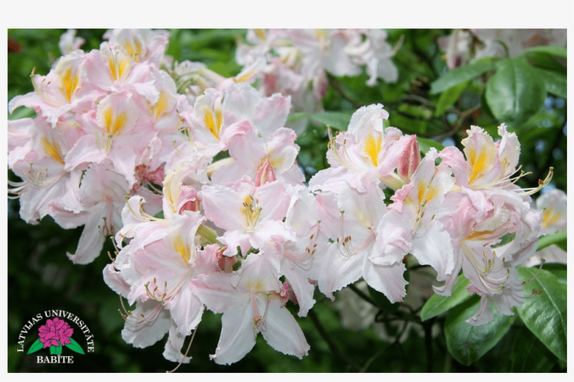 Vasarzaļais Rododendrs, Šķirne - Lily Family, transparent png #3120189