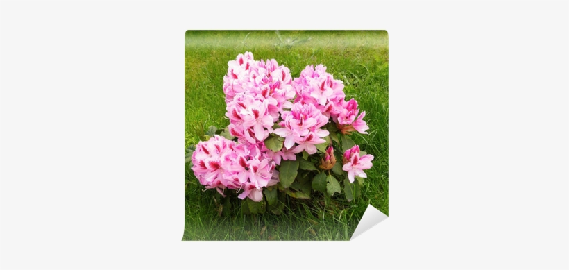 Rhododendron, transparent png #3120260