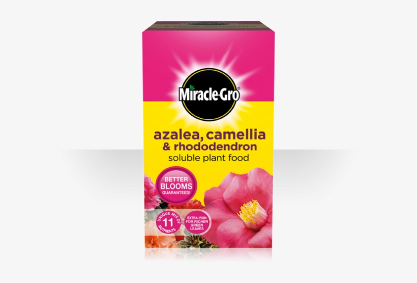 More Views - Azelea Camellia Rhododendron Plant Food, transparent png #3120349