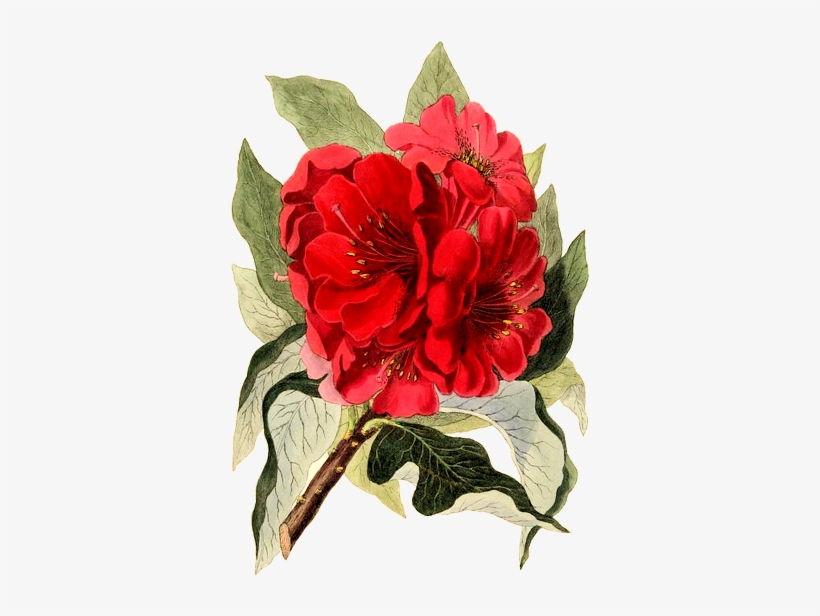 Free Vintage Images - Giclee Painting: Clark's Indian Tree Rosebay, Rhododendron, transparent png #3120376