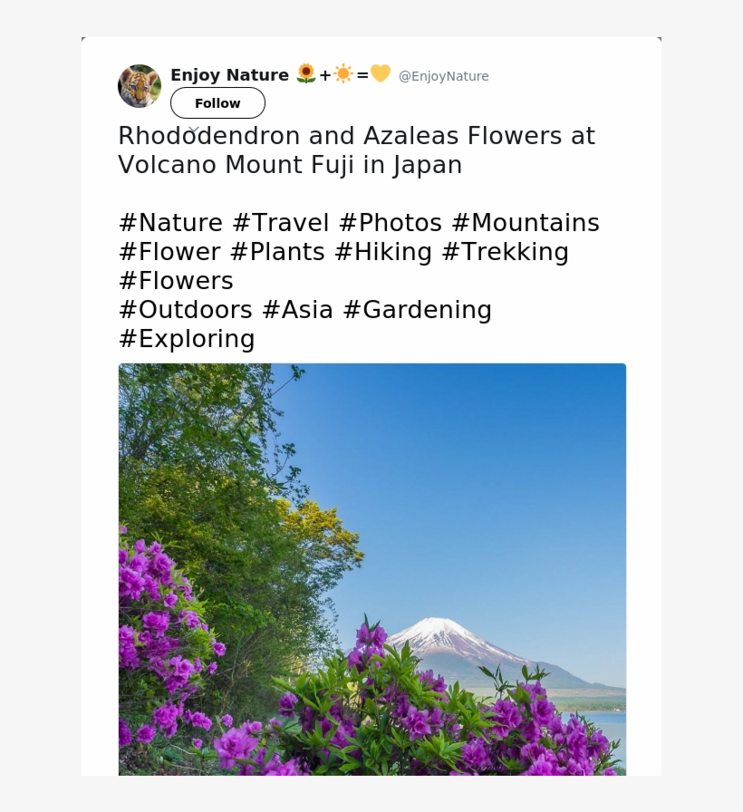 Rhododendron And Azaleas Flowers At Volcano Mount Fuji - Bougainvillea, transparent png #3120395