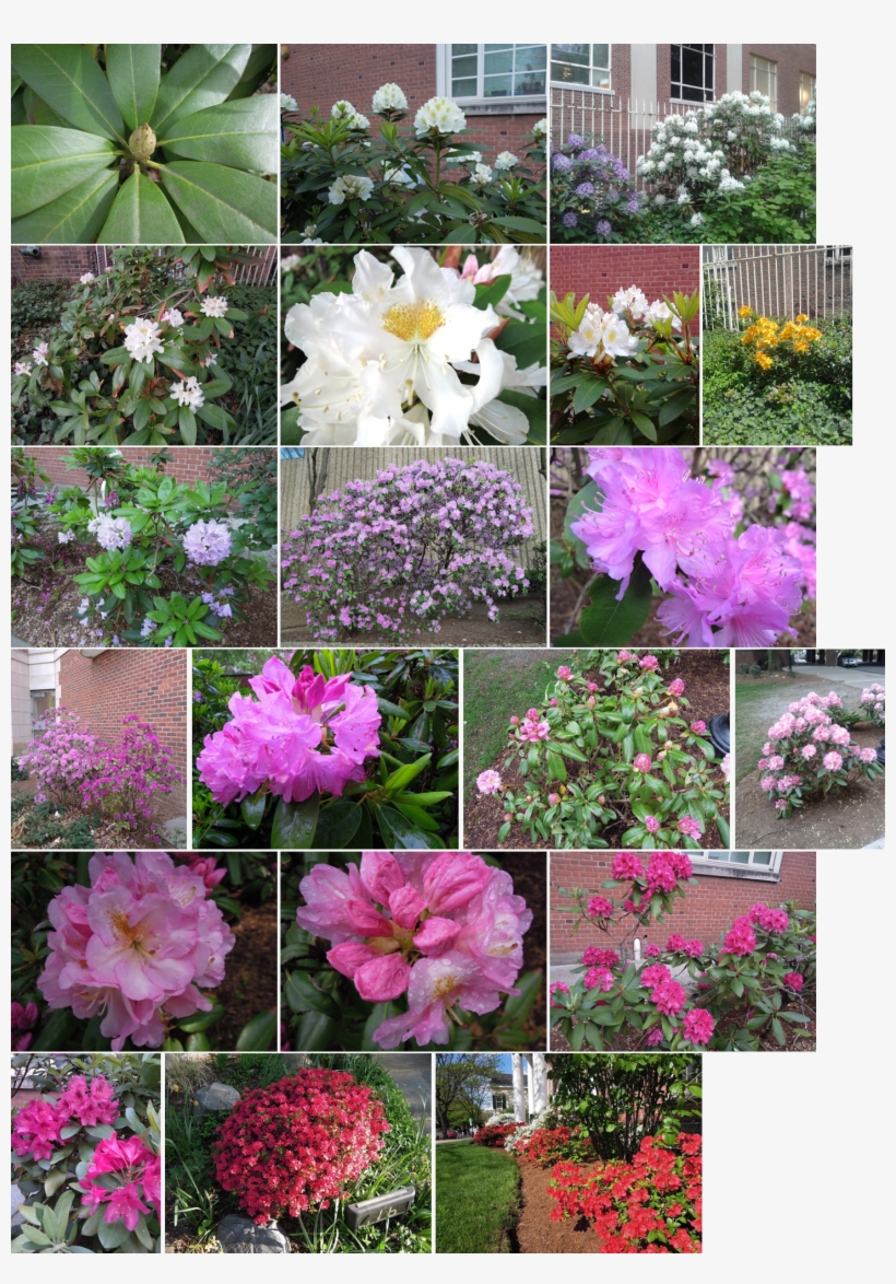 Rhododendrons Azaleas - Common Peony, transparent png #3120397