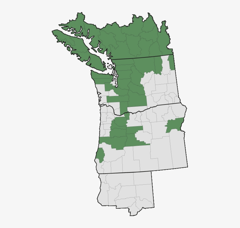 More Information - - Pacific Northwest English, transparent png #3120541