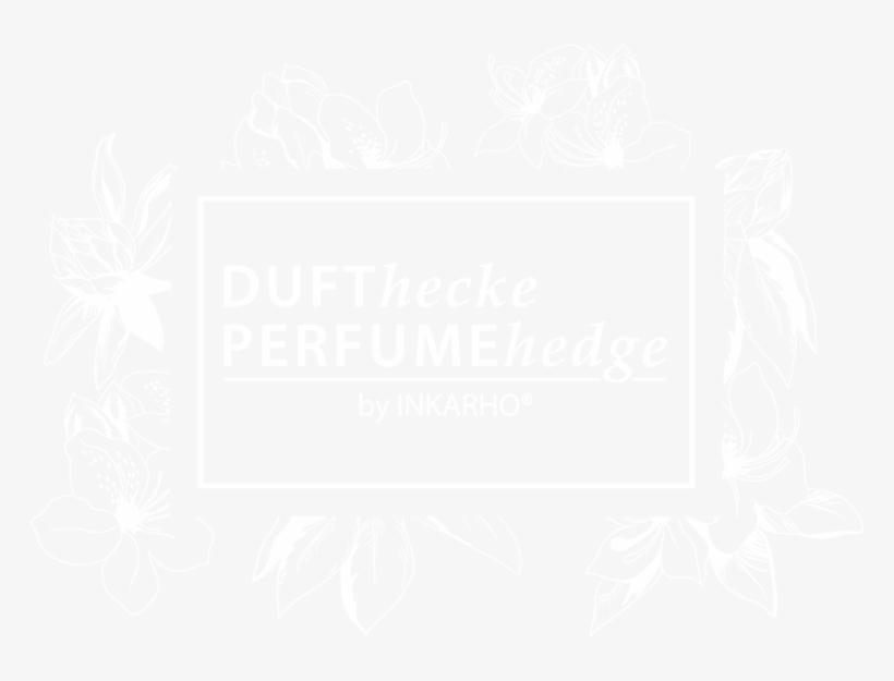 The Strongly Scented Hedge Plant - Sense, transparent png #3120564