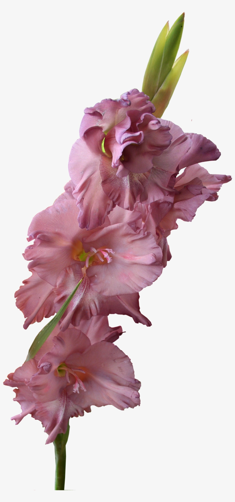 Gladiolus Png Pic - Gladiolus Flower Transparent Background, transparent png #3121581