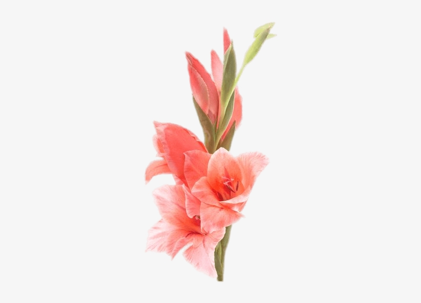 Gladiolus - Gladiolus Flower, transparent png #3121610