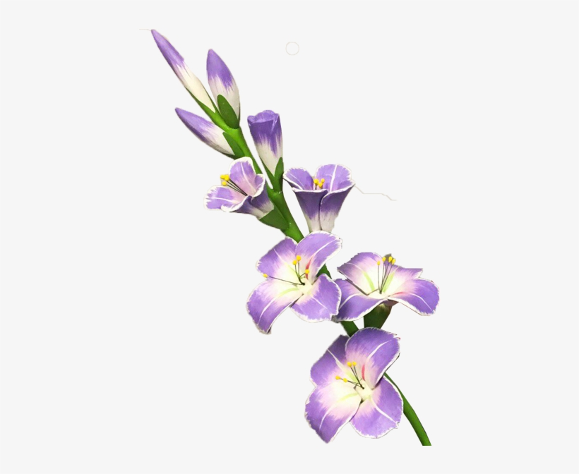 Gladiolus Png Transparent Picture - Гладиолус Png, transparent png #3121716