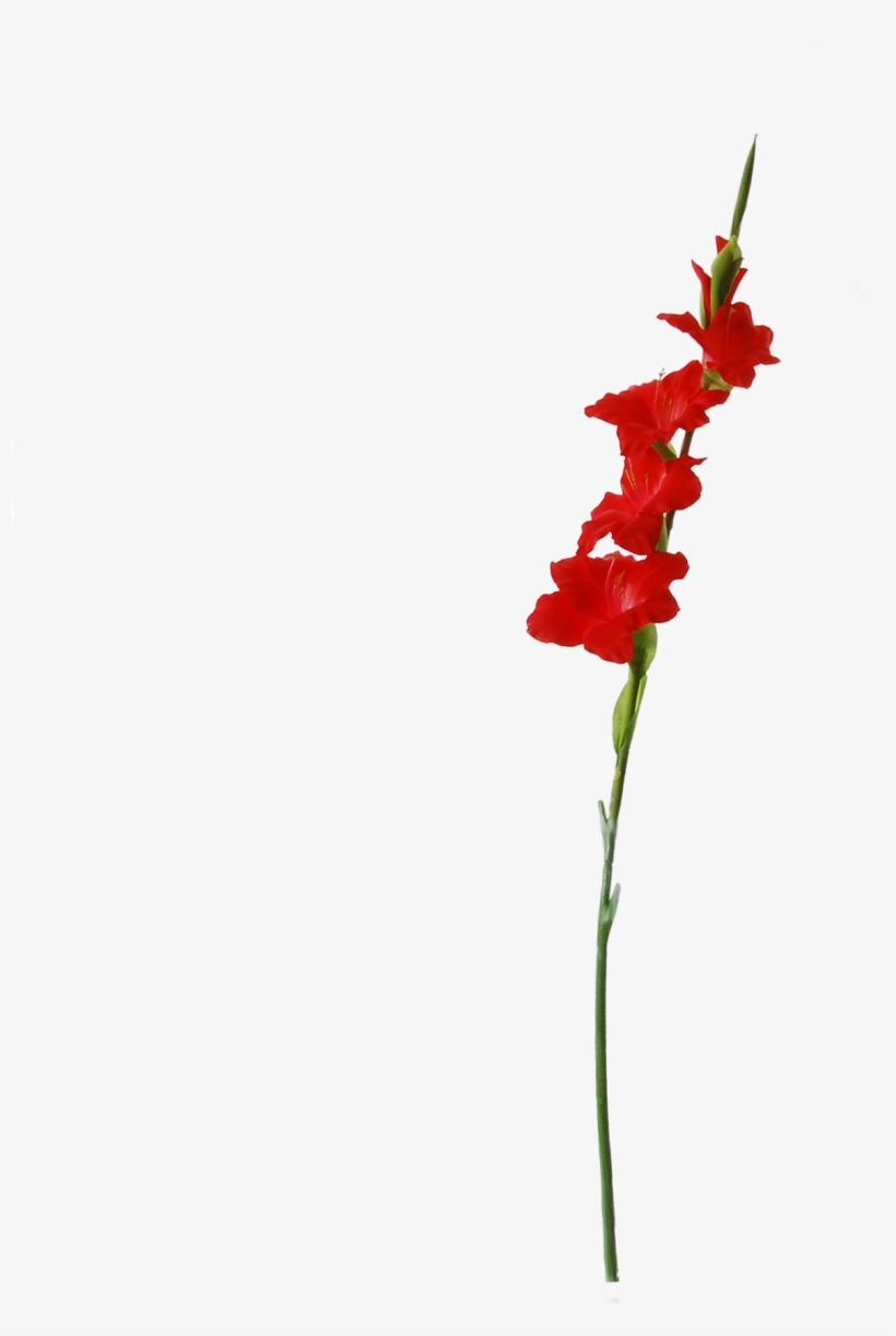 Cm Red, transparent png #3121787