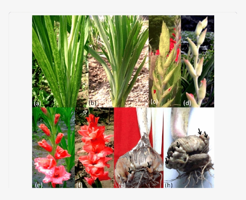 Symptoms On Various Parts - Leaf, transparent png #3121869