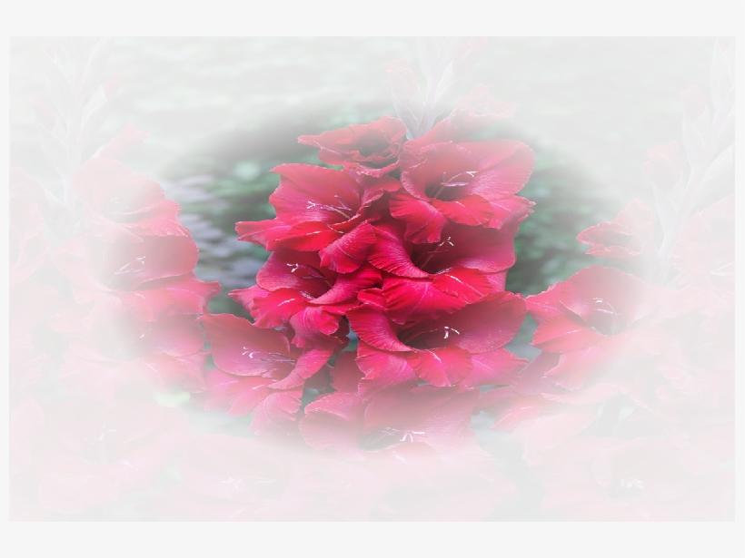 Gladiolus, transparent png #3121890