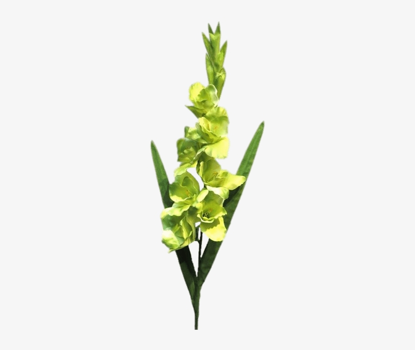 White Green Gladiolus - Portable Network Graphics, transparent png #3121919