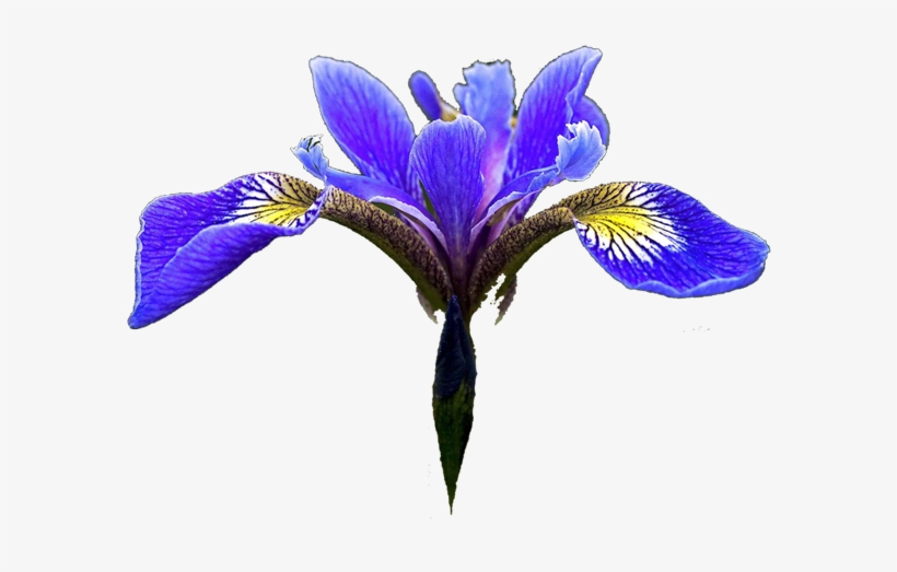 Iris Clipart Transparent Png - Blue Iris Flower Png, transparent png #3121923