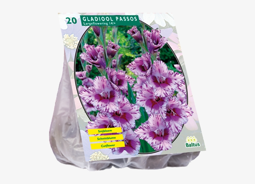 Gladiool Passos - Blumenzwiebel Floraself Gladiole Passos Lila 7 Stk, transparent png #3121948