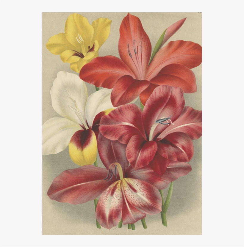 Gladiolus - Botany, transparent png #3121952
