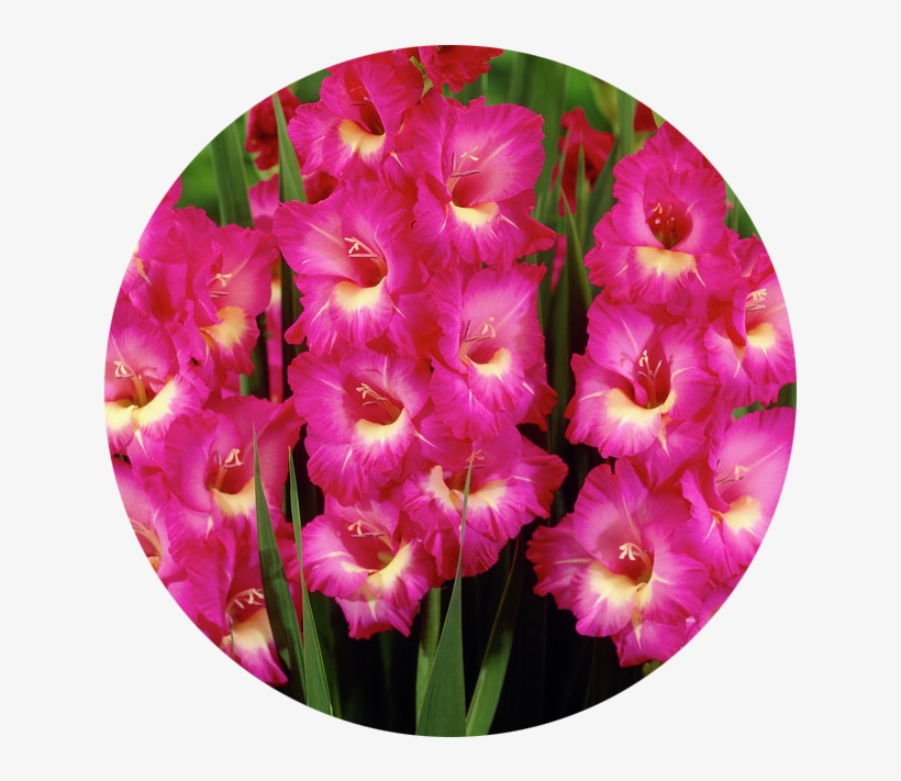 August - Gladiolus - Gladiolus Flower, transparent png #3121982