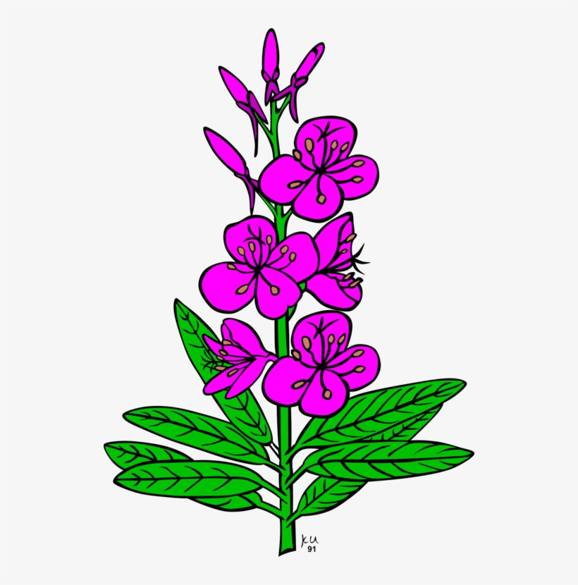Chamaenerion Angustifolium Drawing Computer Icons Alaska - Fireweed Clipart, transparent png #3122007