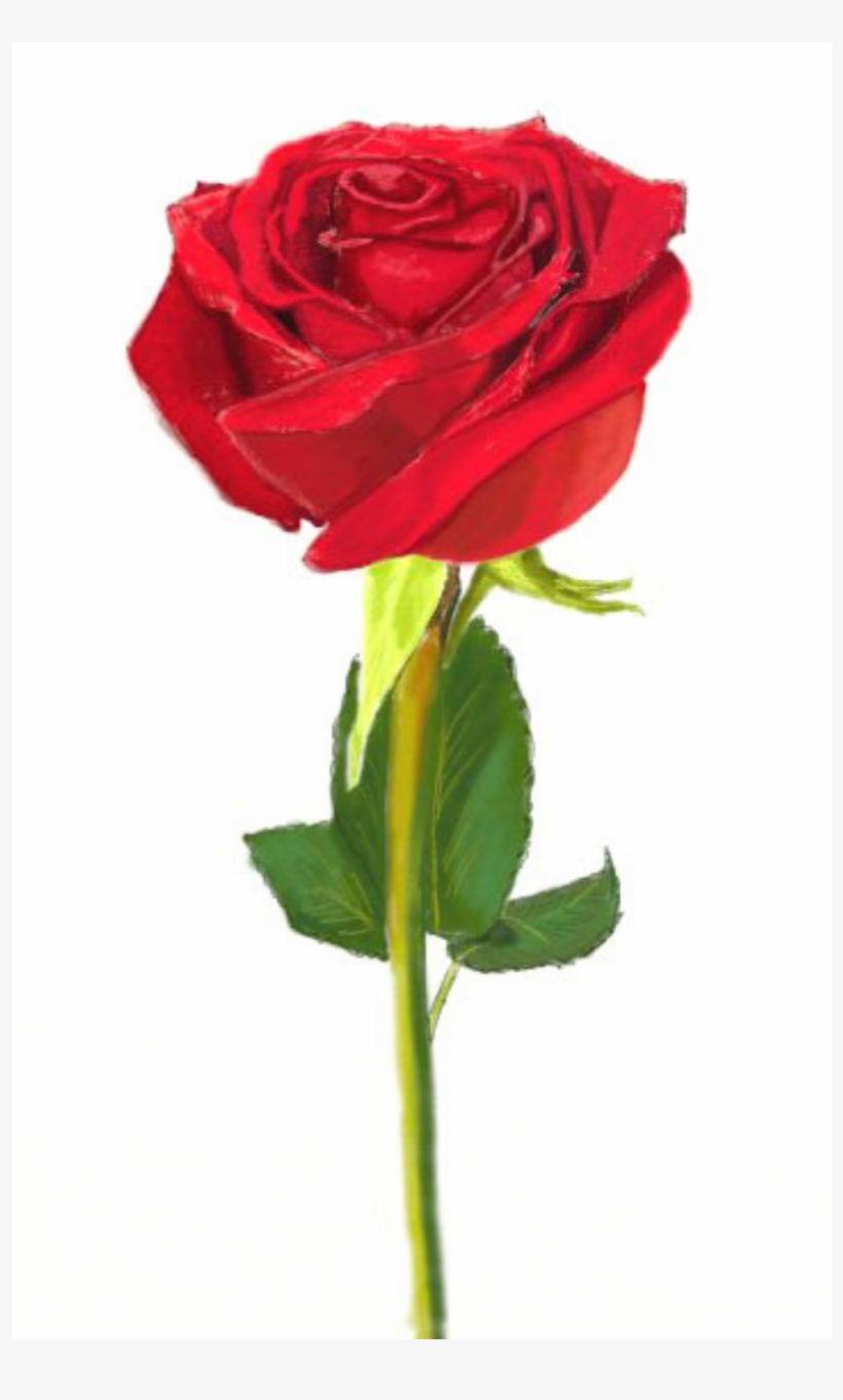 Rose Is One Of The Most Beautiful Flowers - Flower Pic Easy To Draw, transparent png #3122156