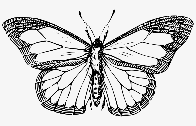 Vector Graphics - Line Drawing Of A Butterfly, transparent png #3122204