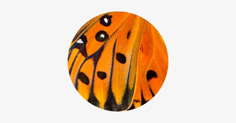 Butterfly Wing Speckled - Ladybug, transparent png #3122251