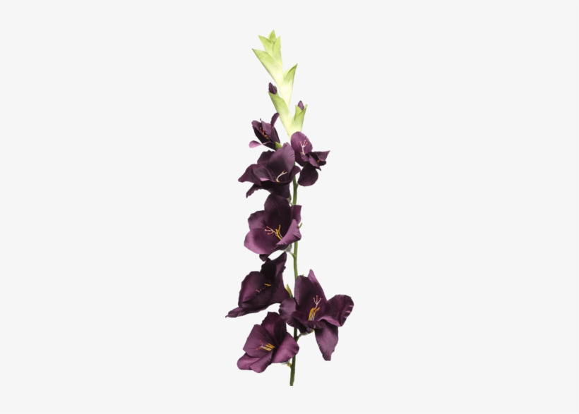 Gladiolus Spray Plum - Gladiolus, transparent png #3122255