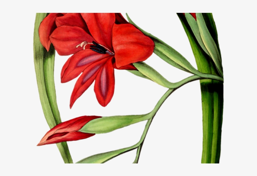 Gladiolus Clipart Red Flower - Botanical Illustration - Free