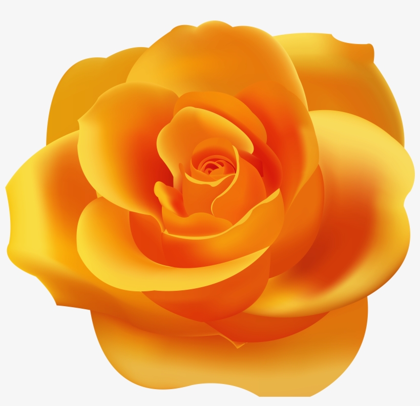 Orange Rose Photo, transparent png #3122713